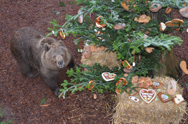 Bärenweihnacht AWBS 2014 076