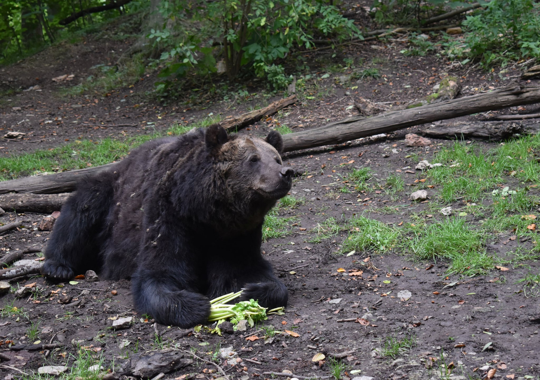 Bär Pedro im Bärenpark Worbis