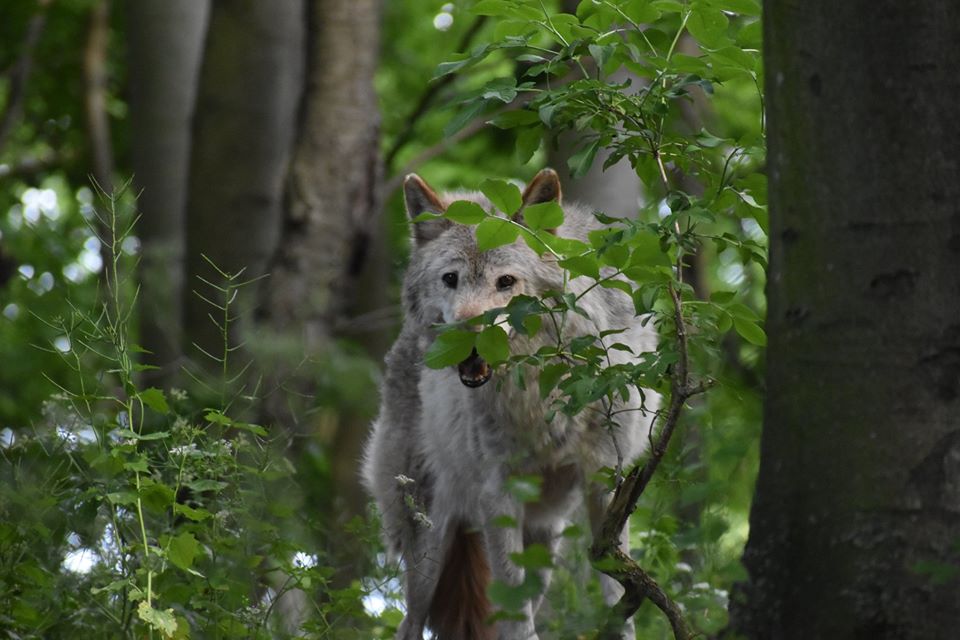 Der Wolf: gefangen zwischen Märchenschreck und Kuscheltier Wolfsmond