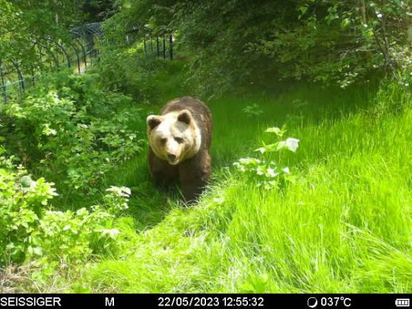 jurka-wildkamera.jpg