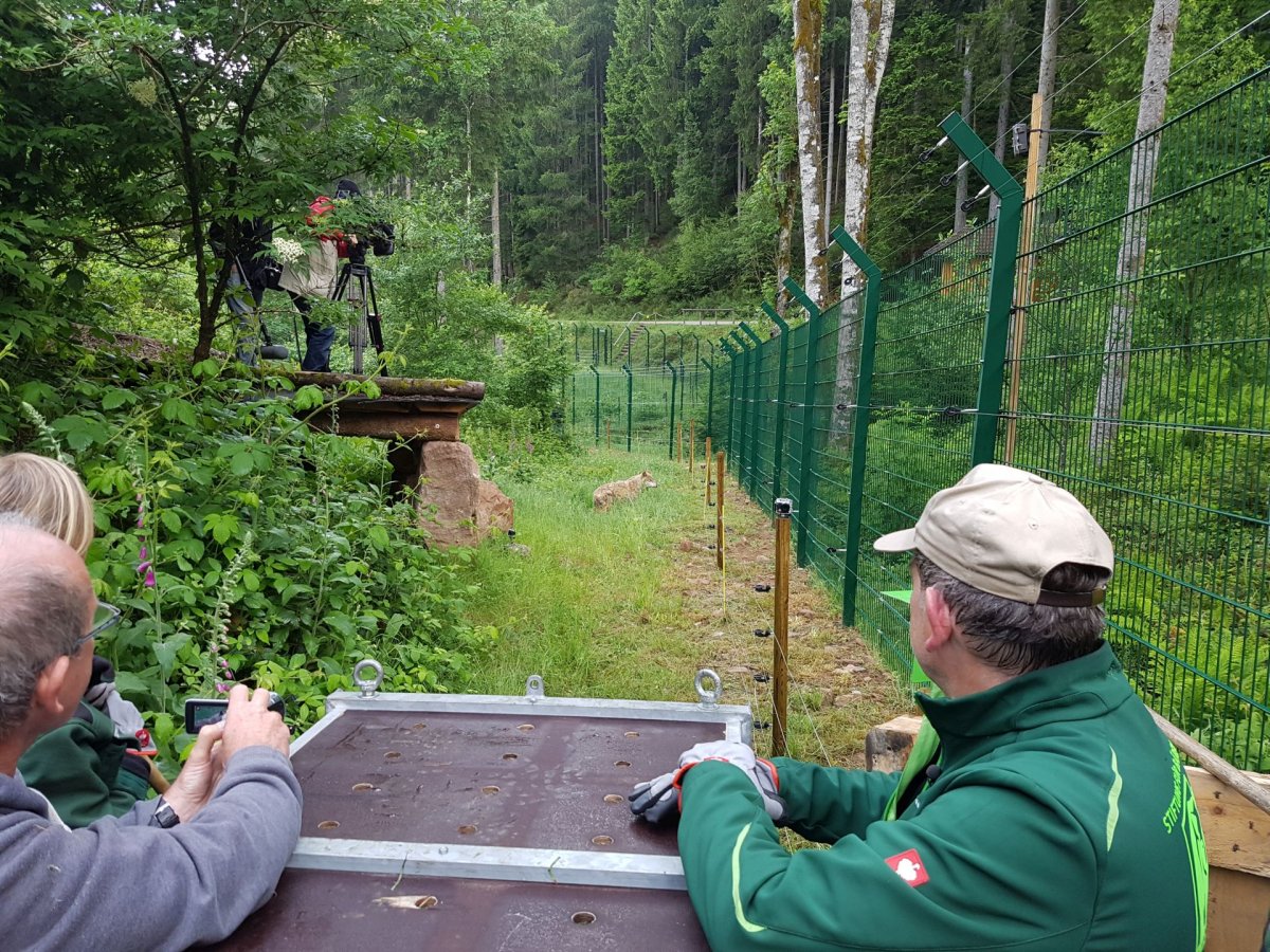 Ankunft im Schwarzwald