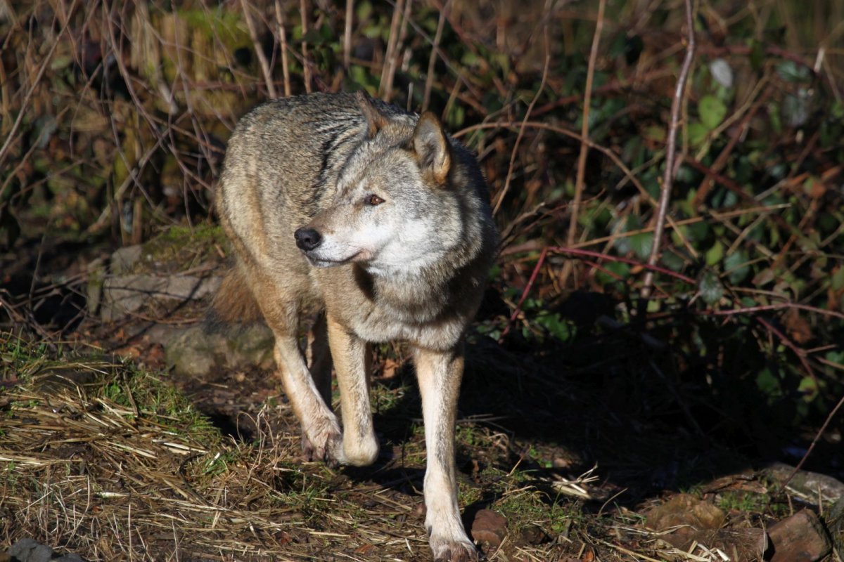 Wolf ANITA
