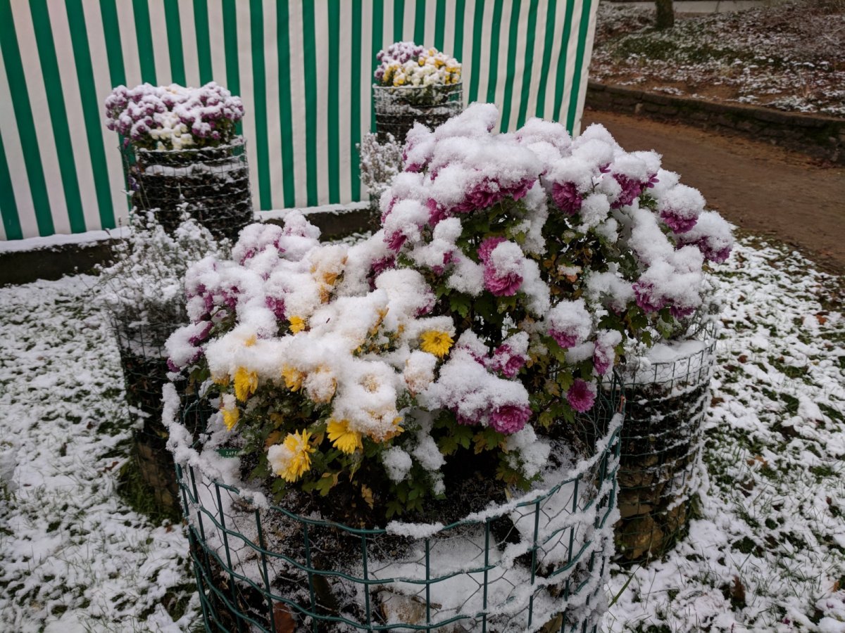 Chrysanthemen im Schnee