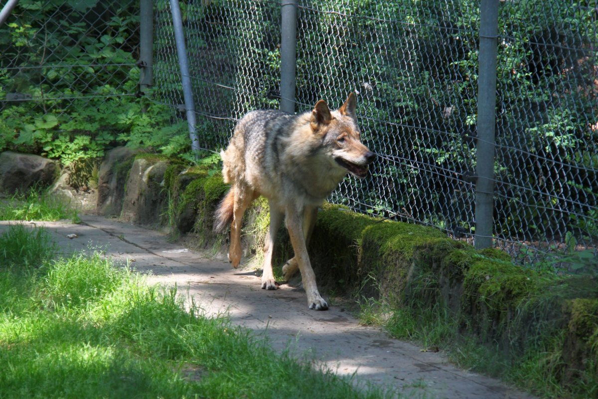 Auf die Fähe aus Halberstadt wartet ein neues Zuhause