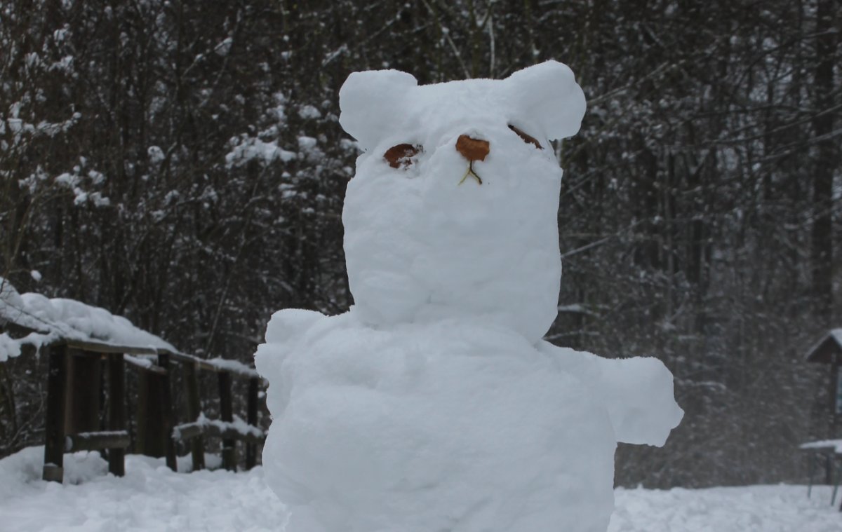 Der Schneebär ist ein seltener Gast im Bärenpark