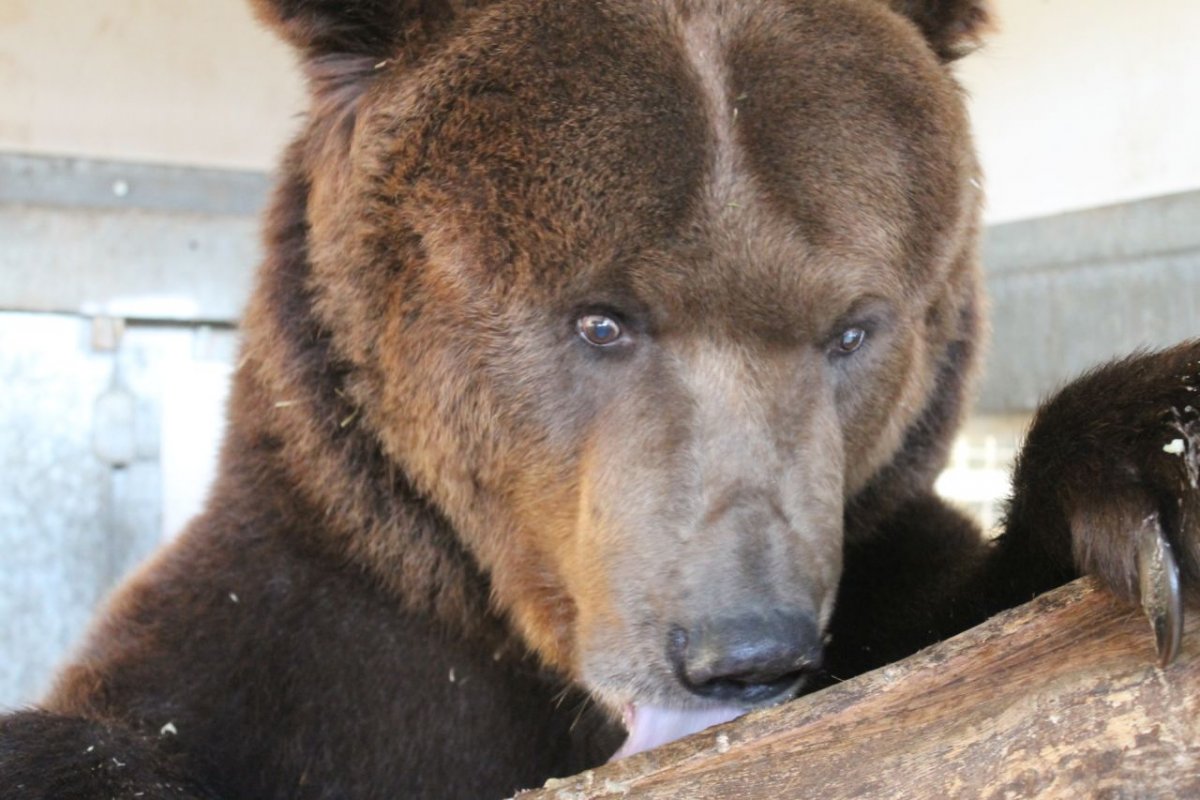Nur zwei Tage nach dem Eingriff fühlt sich Bär Pardo pudelwohl.