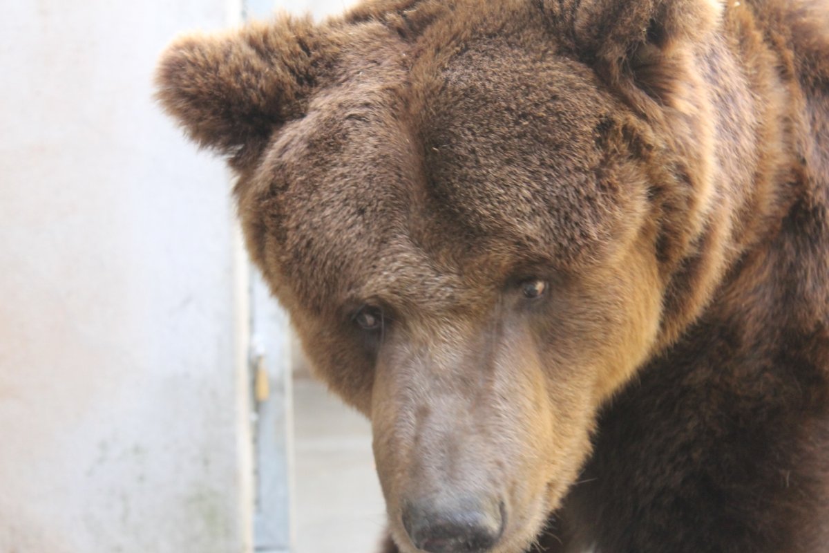 Bär Pardo