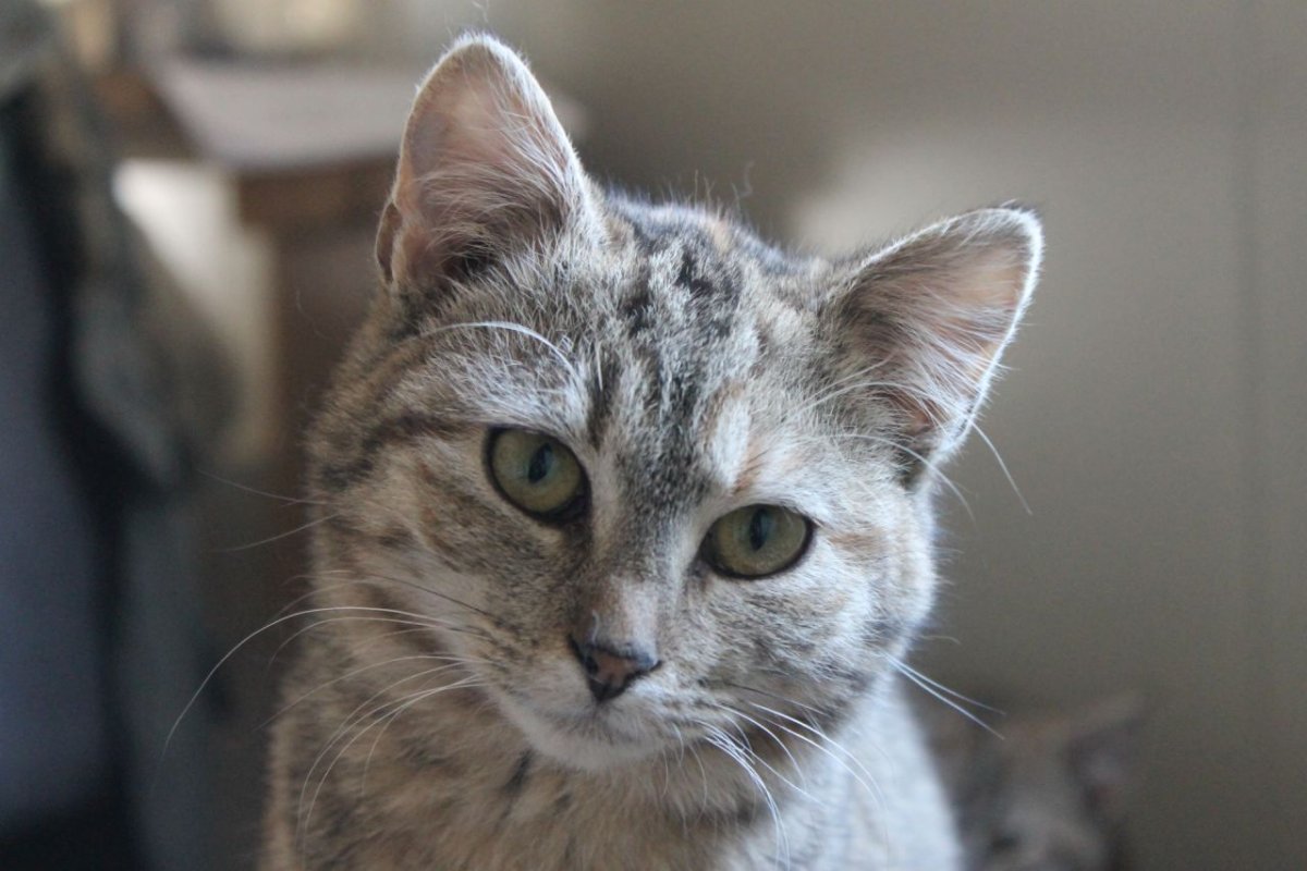 Zwei kleine Kätzchen sind auf der Suche nach einem liebevollen neuen Zuhause