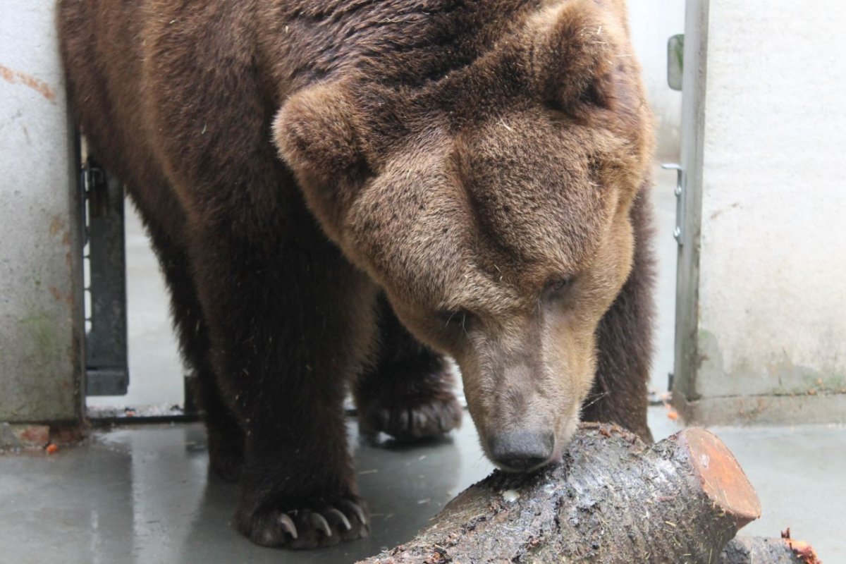 Bär PARDO wird in Kürze in die Freianlage entlassen