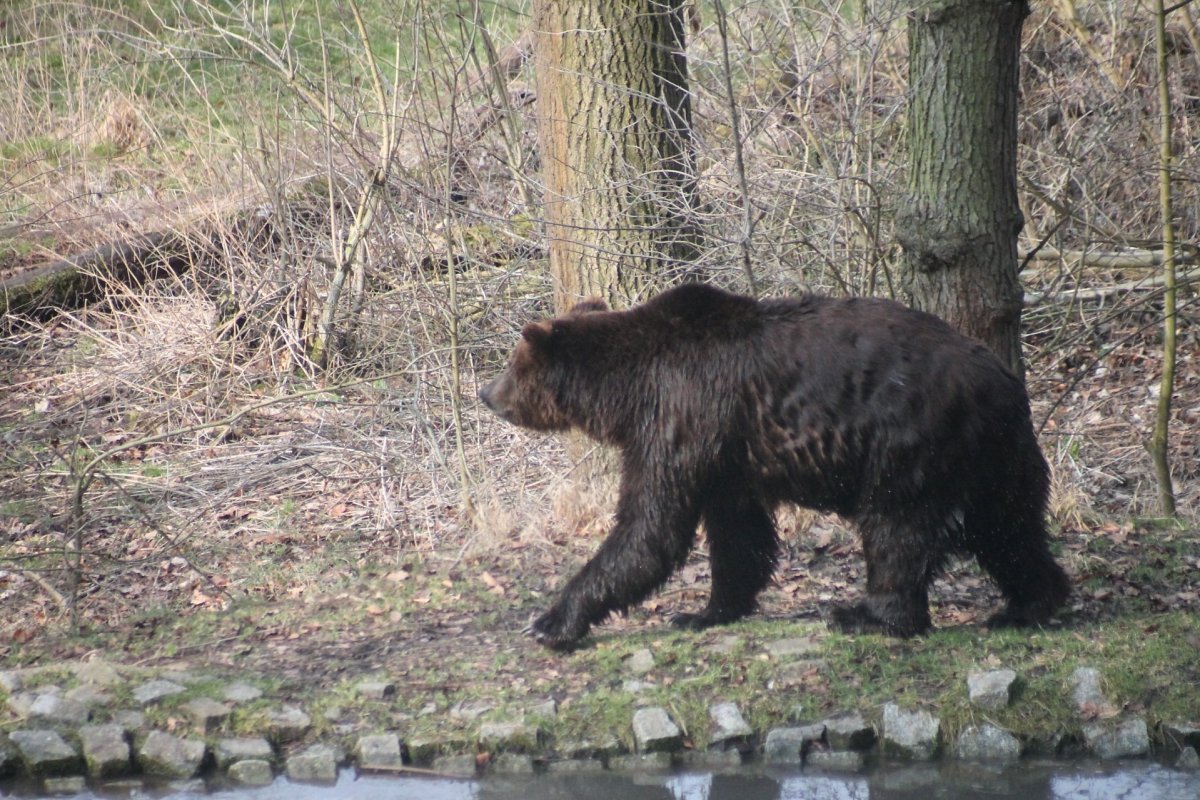 PARDO durchstreift den Bärenwald