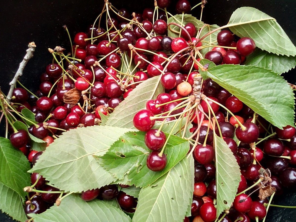 Über Futterspenden freuen wir uns sehr. Kirschen