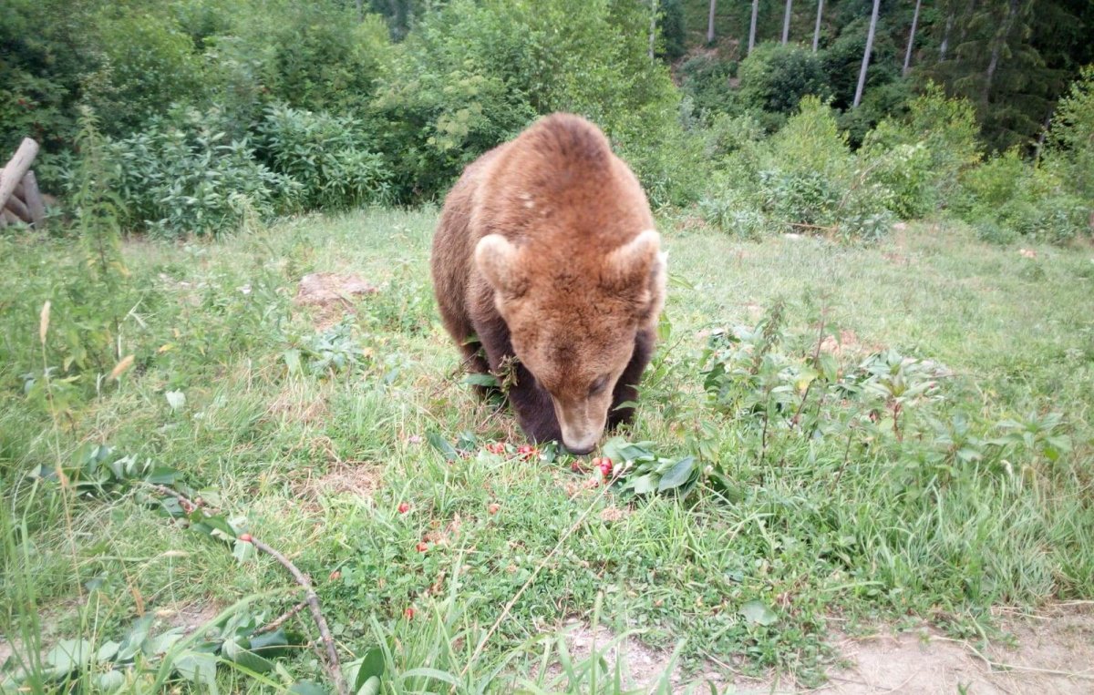 Große Freude über die Futterspende bei den Bären