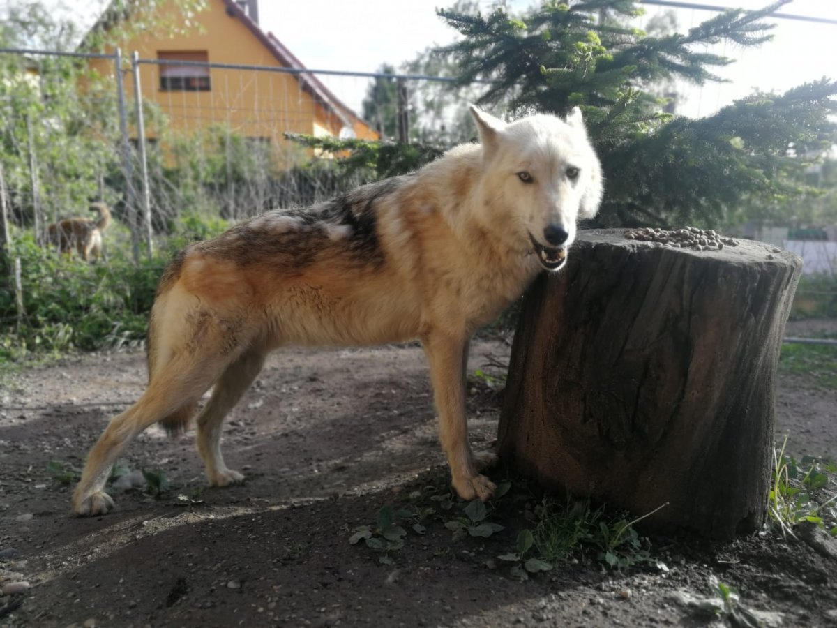 Wolfshybriden