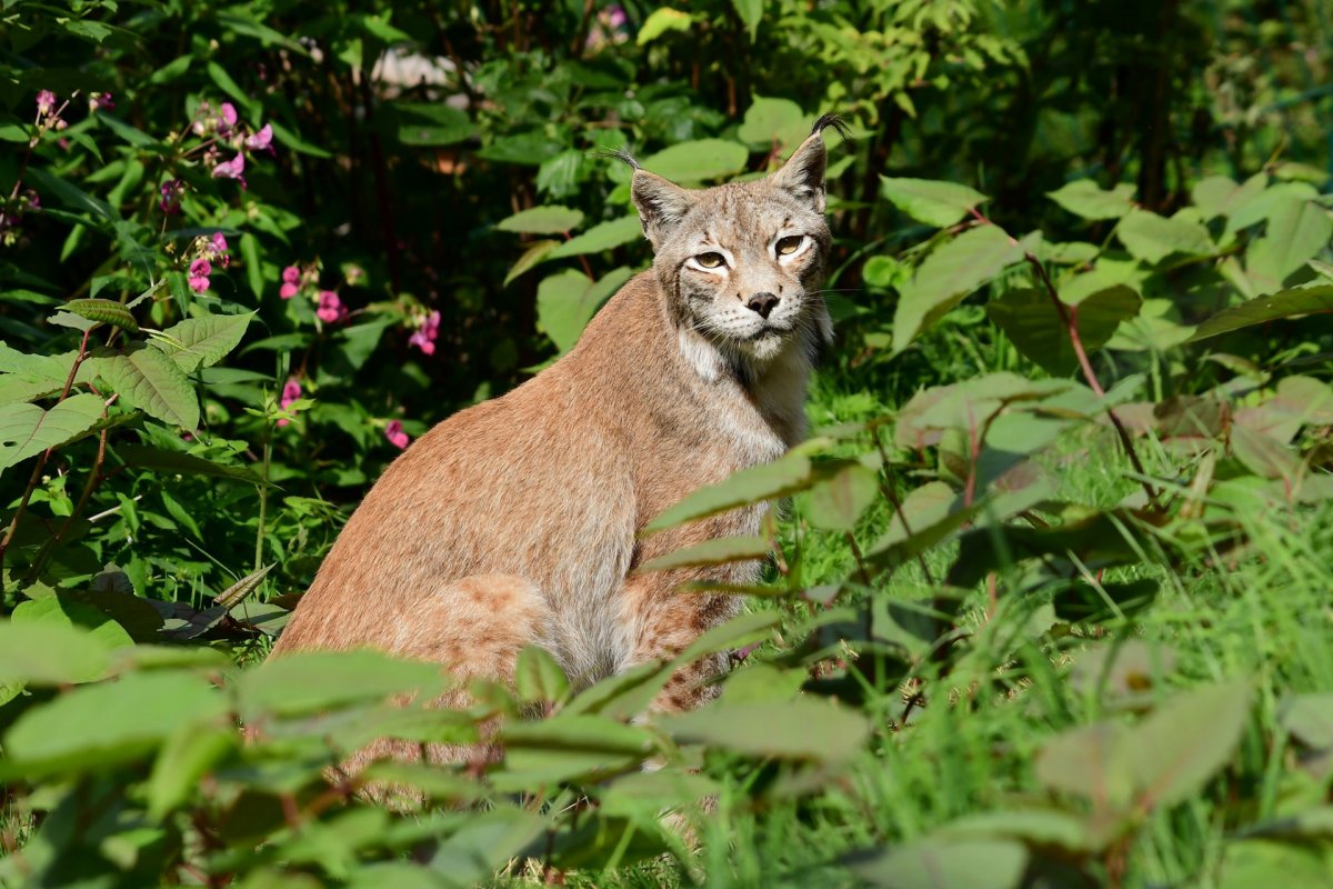b_1200_0_0_0_0_images_01-news_2021_03_2021-03-15_awbs_luchs.jpg