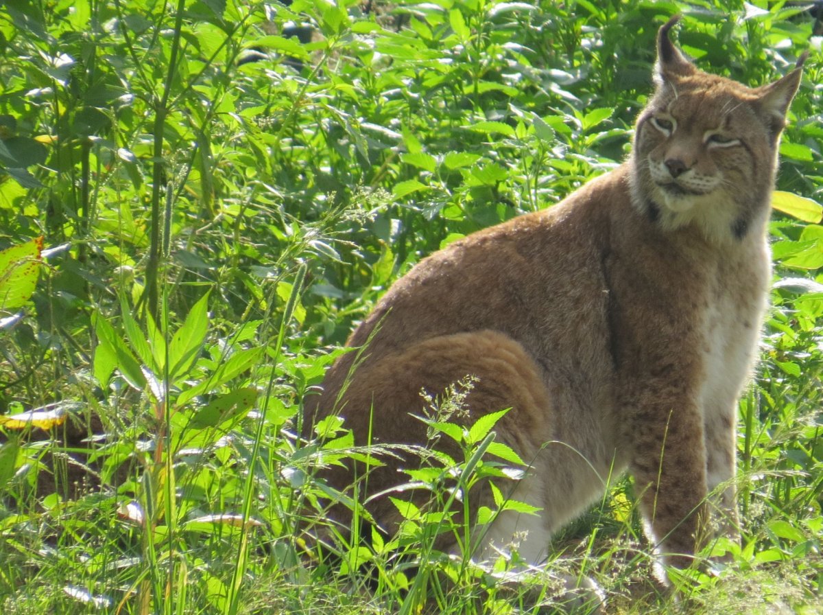 Luchs ELA