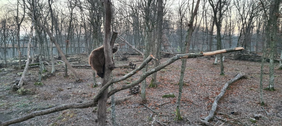 Bären im Nationalpark Eco Halych