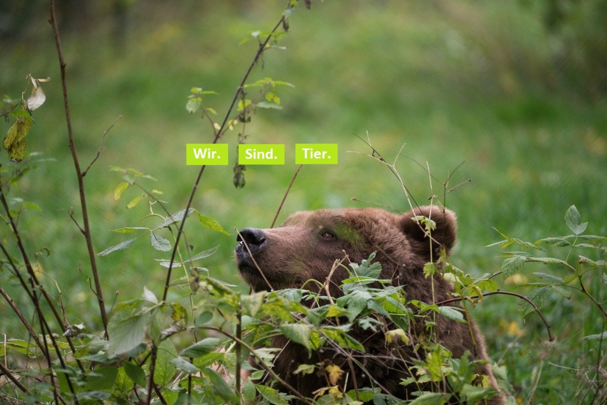 Unser Tierschutzfestival am 3. und 4. September!