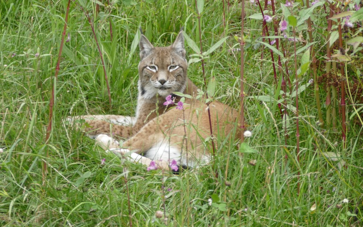 Einblicke in den Alltag des Wildtieres