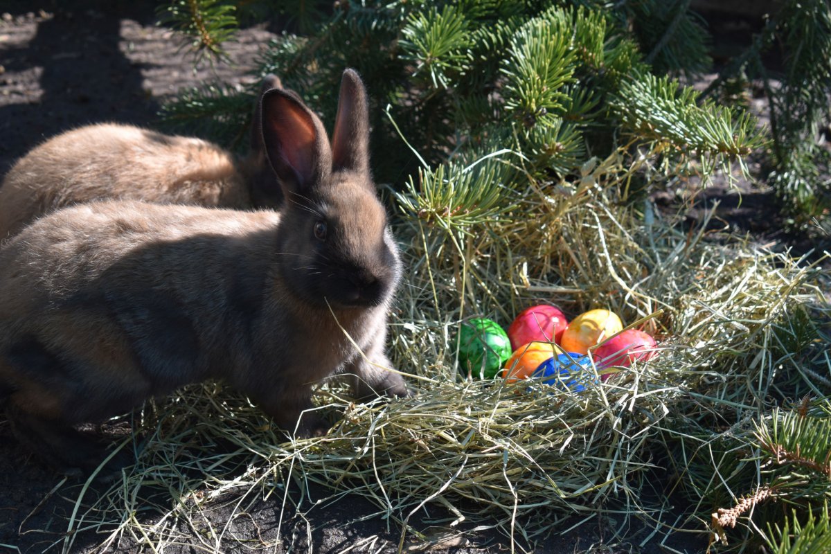 Ostersonntag im Alternativen Bärenpark Worbis