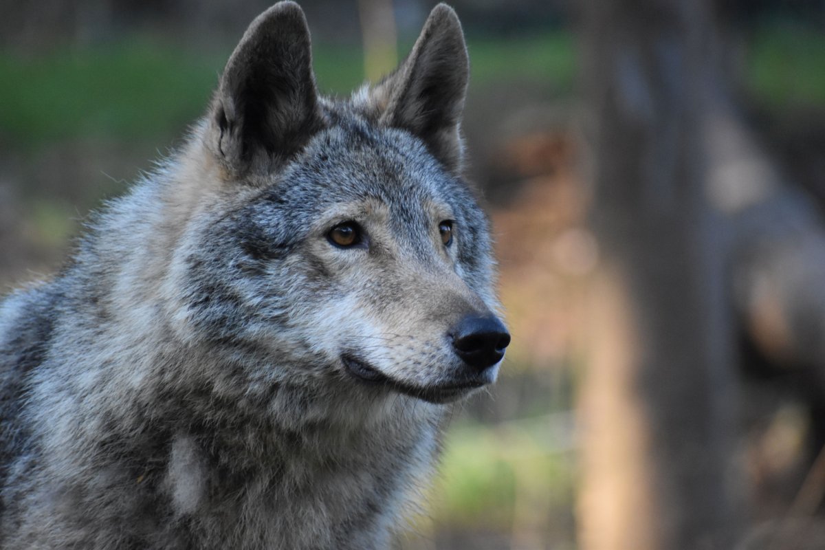 Tag des Wolfes am 30.04.2022
