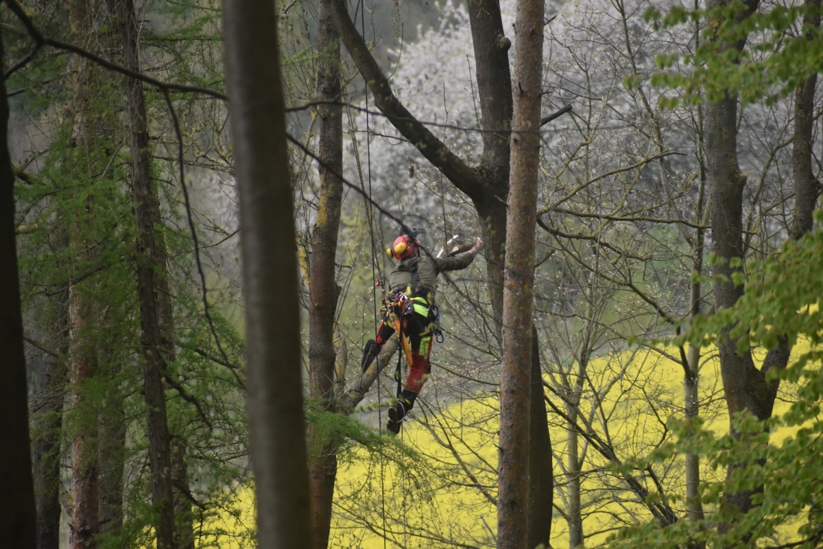 b_1200_0_0_0_0_images_01-news_2022_04_2022-04-30_abw_baumkletterer.jpg