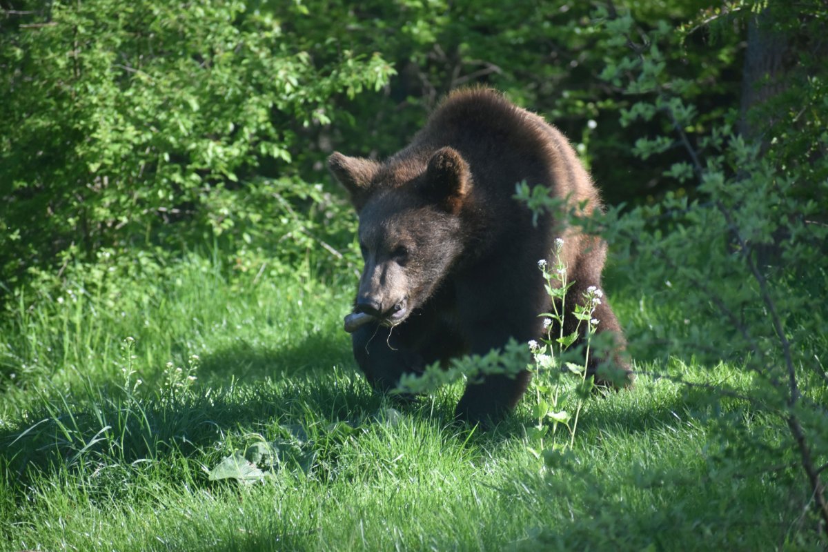 Waldboden für die Bärenwelpen aus dem Kriegsgebiet