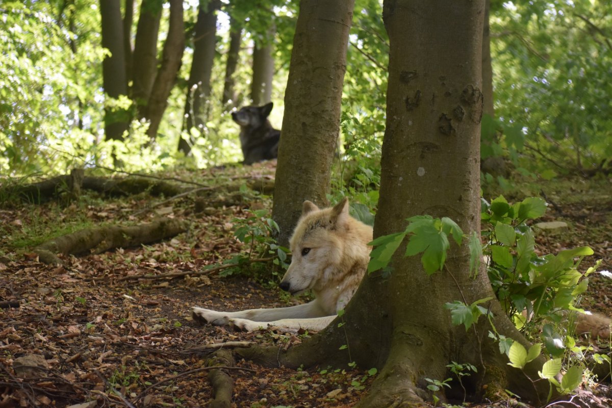 Wolfhybriden RAIK und RONJA