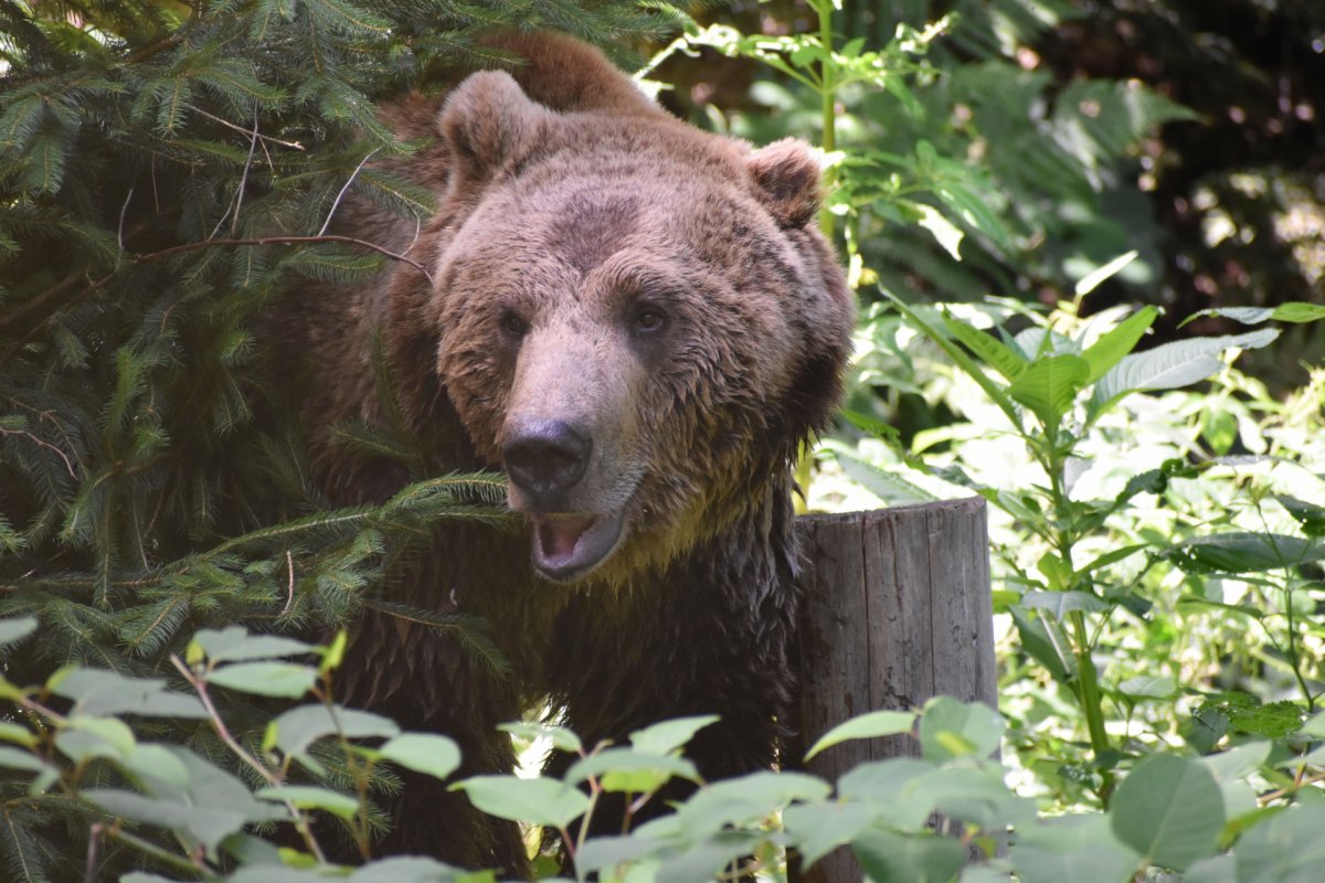 Sommerferien bei Bär, Wolf und Luchs!