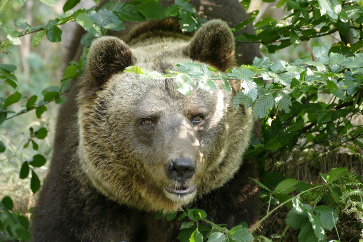 JURKA