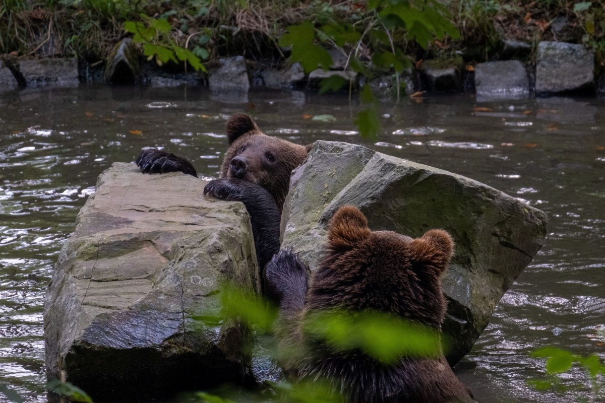 die Bärenkinder ASUKA und POPEYE
