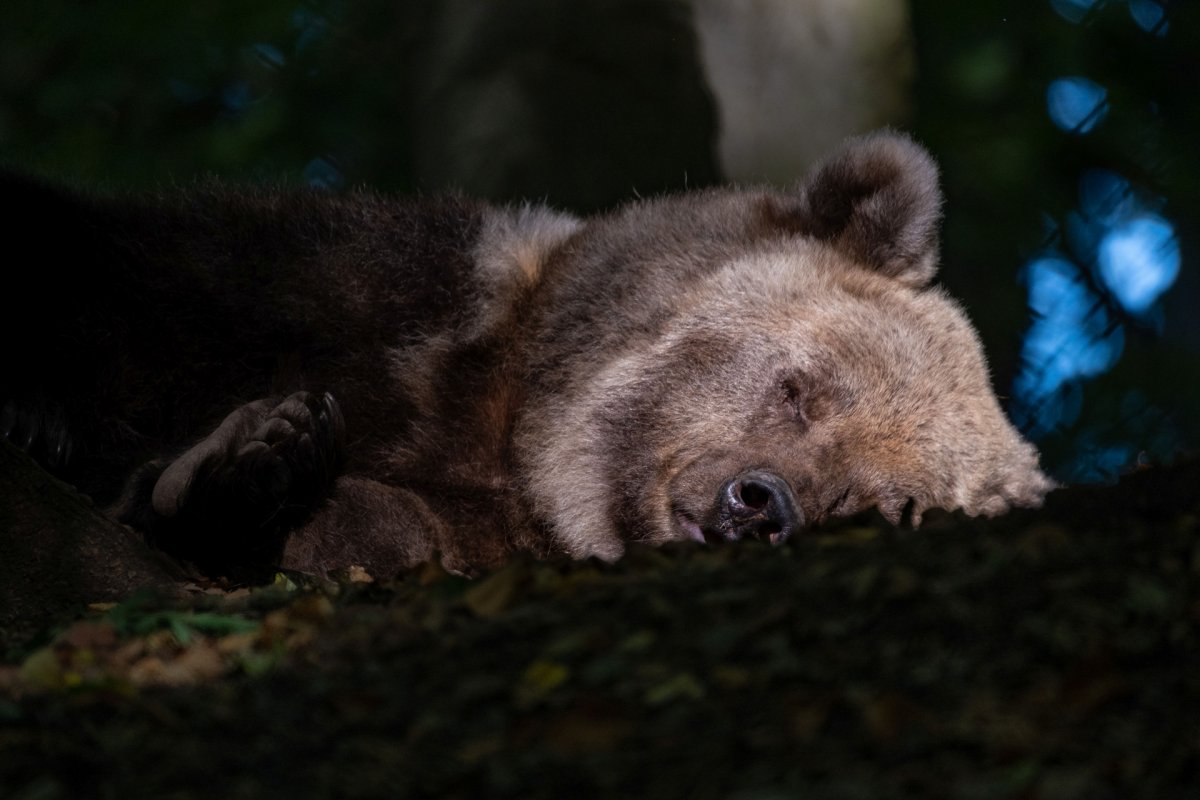 Unsere Bären freuen sich über Nussspenden