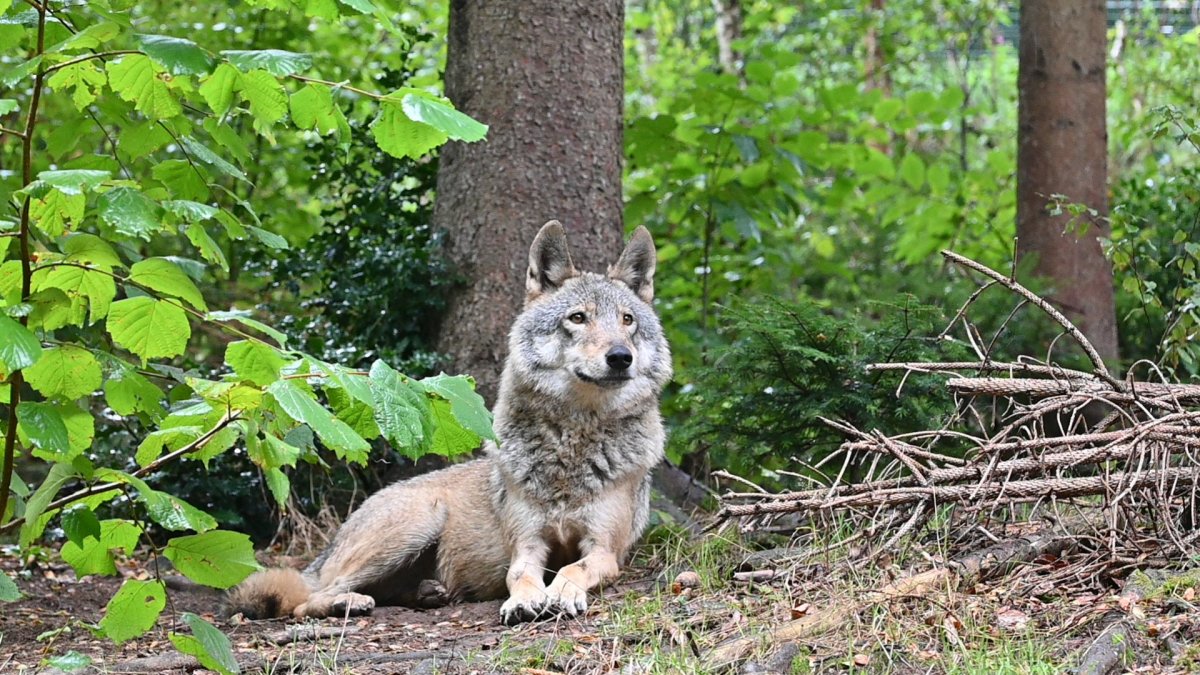 Zwischen Hund und Wolf gefangen: Hybrid GAIA