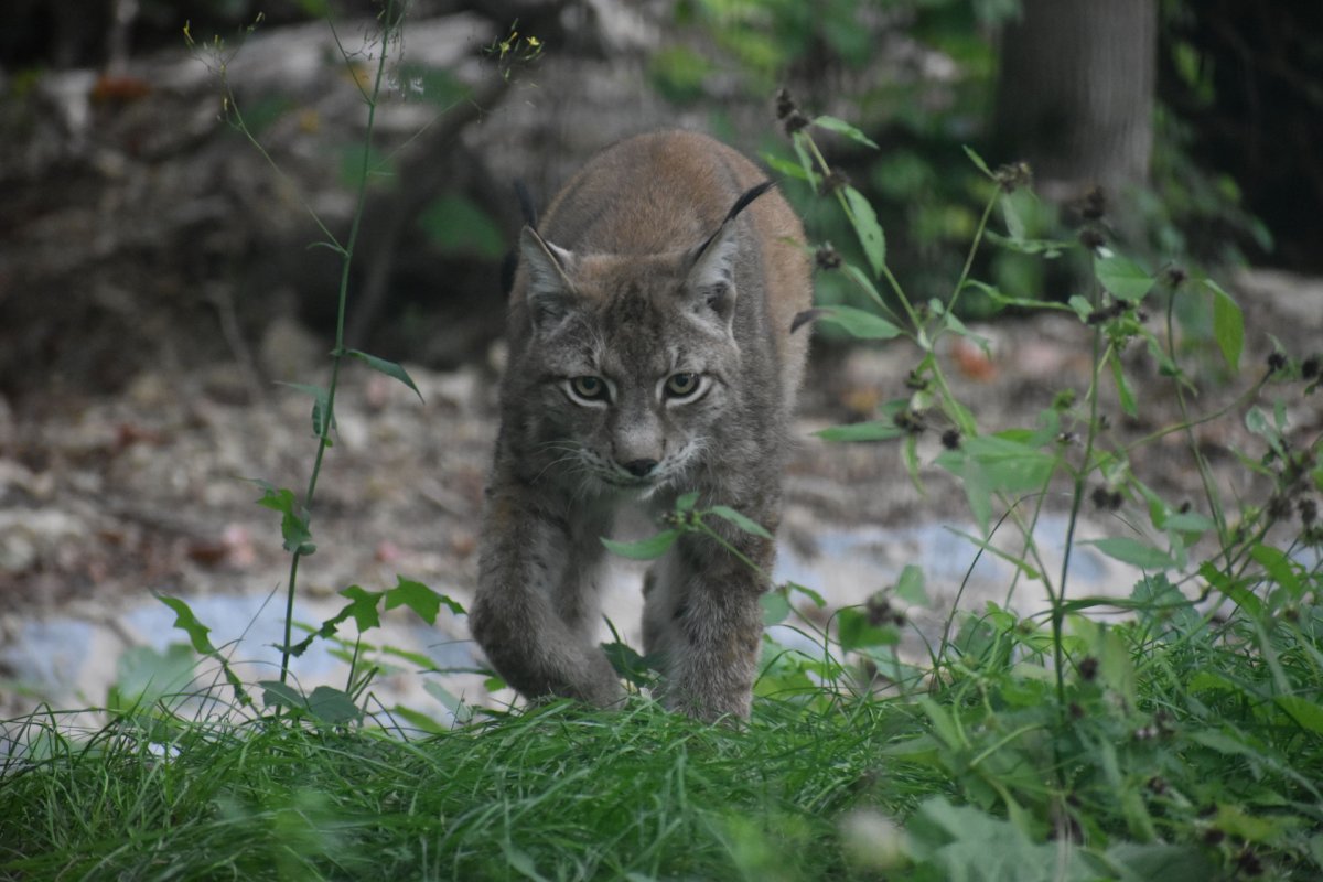 Der erste Waldgeist im Projekt Worbis: PRIMUS 