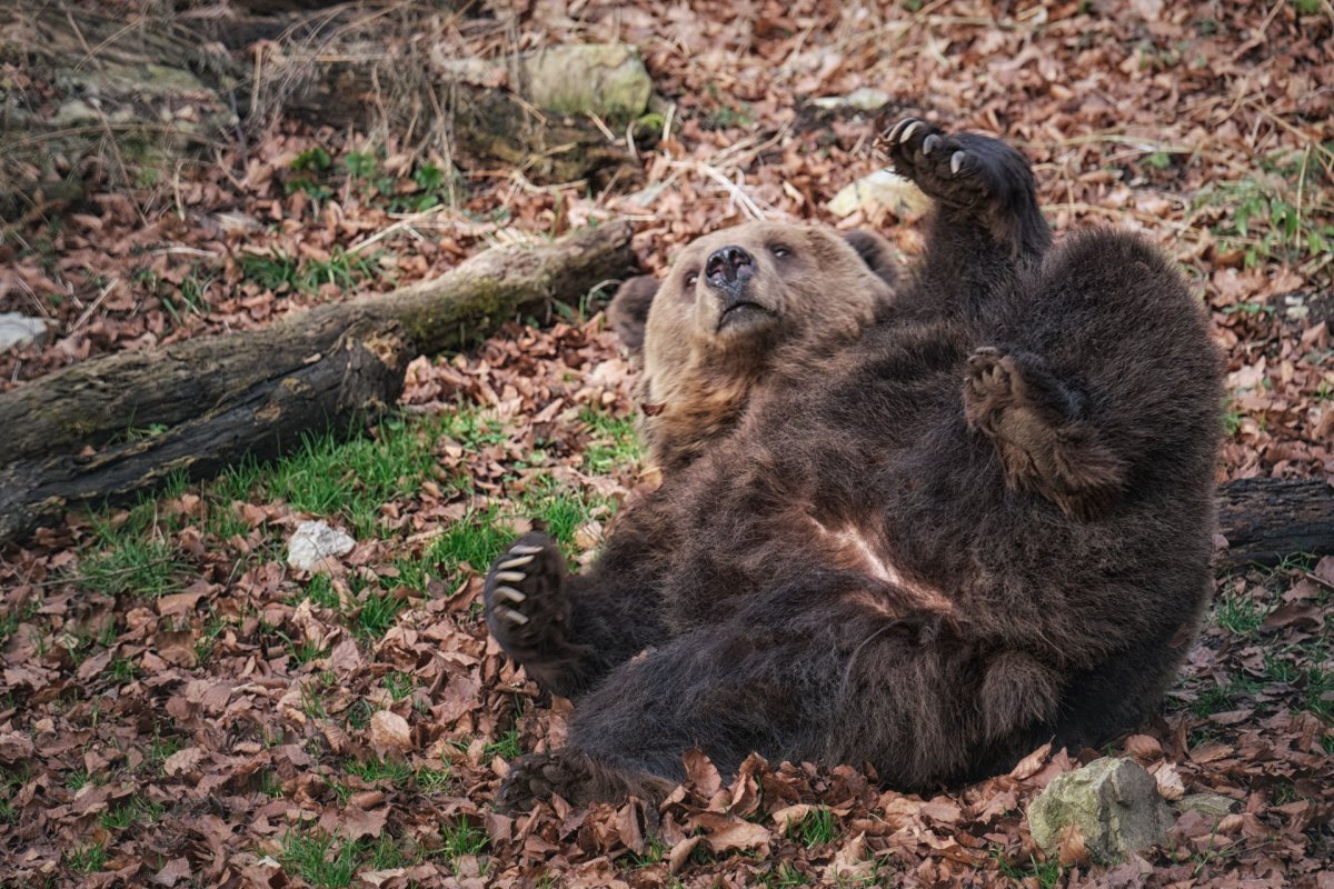 19.10.2022 - erfahrt alles über die spannende Winterruhe der Bären!
