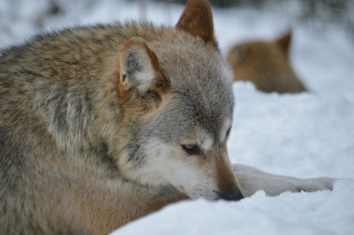 20.11.2022 | Winterwolf Portrait für Erwachsene