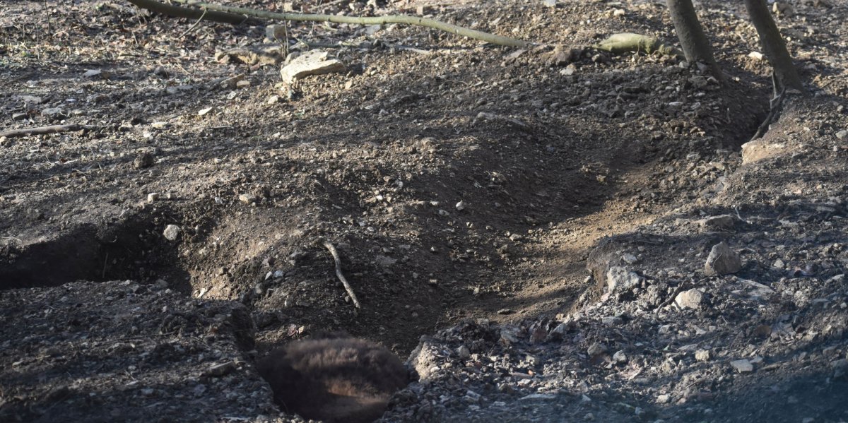 Welcher Bär verbirgt sich hier?