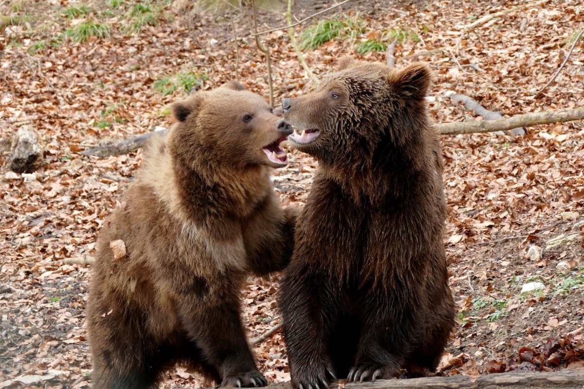 ASUKA und POPEYE [S.Birner]