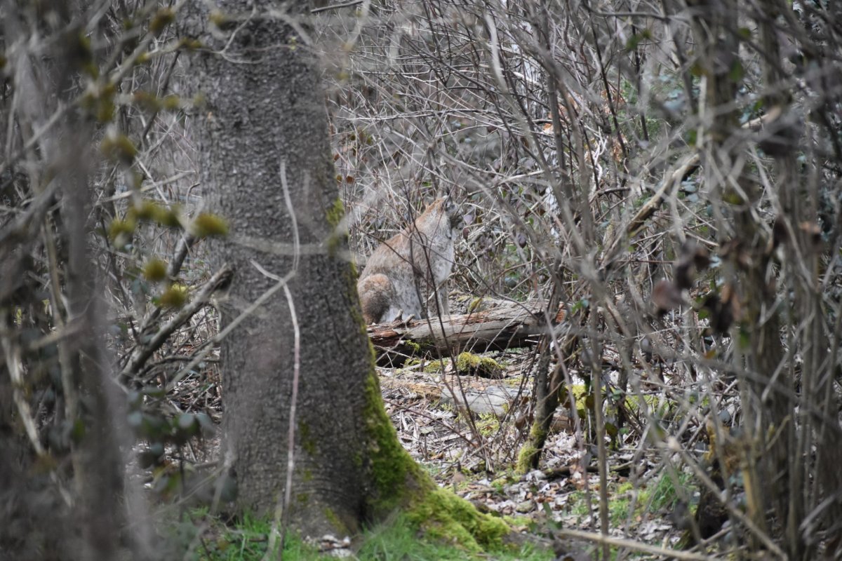 Ein Moment mit Waldgeist ELA