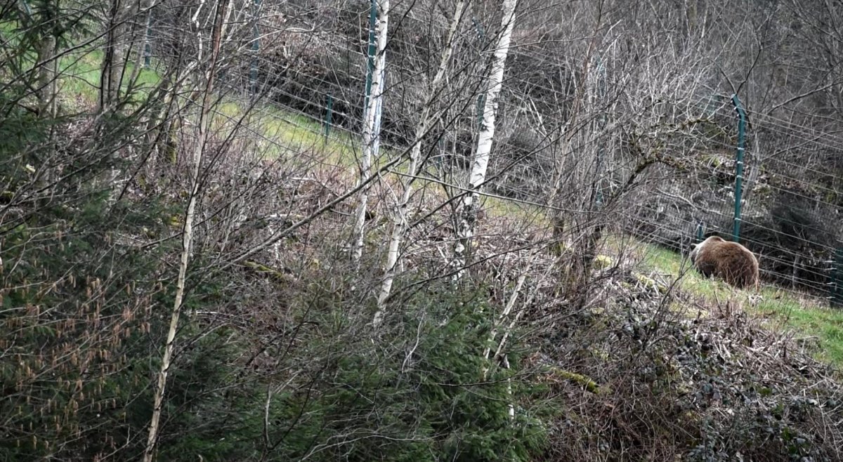 Naa… wer entdeckt den Luchs auf dem Bild?