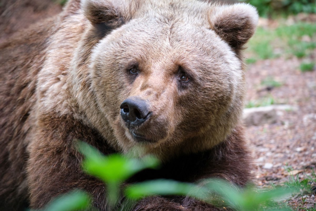 Ehemalige Zoobärin DORO