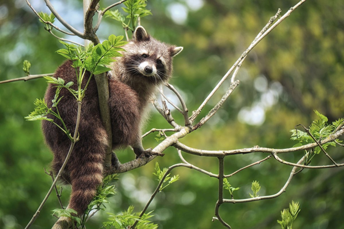 Gibt es DEN Tierschutz in Deutschland?