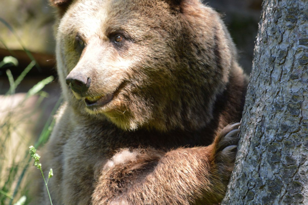 Ehemalige Wildbärin ISA