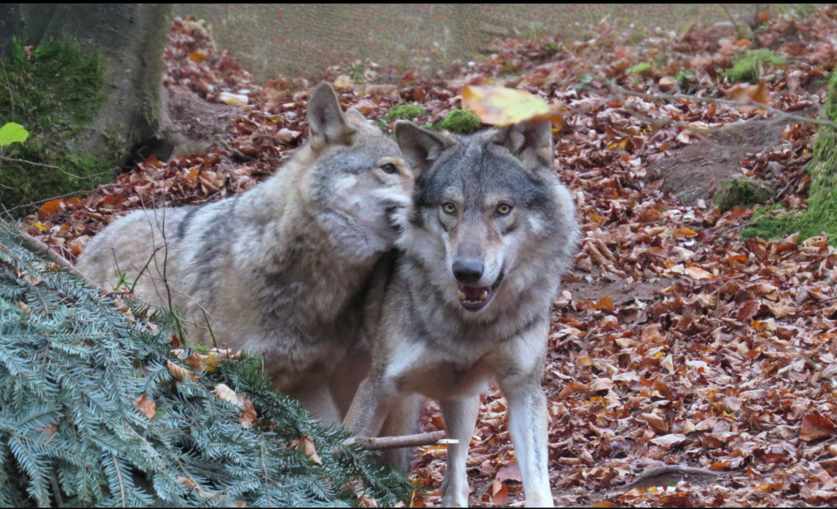 KOLJA und GAIA 