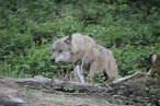 Vorsichtig wagen sich die Wölfe vor, doch für den letzten Schritt in die Anlage der Bären fehlt noch der Mut. Foto: H. Kalmbach