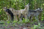 Wann die Wölfe wieder im Wolftal heulen bleibt ungewiss. Foto: V.Faupel