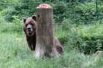 Bärentorte im Bärenpark