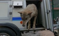 Ein bewegender Moment: Anita betritt als erste Wölfin den Wolf-und Bärenpark