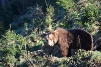 2013-04-24-fruehjahr-baer-baerenpark-schwarzwald-02