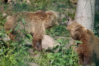 Die Zeiten des Geschwisterstreits zwischen Kaja und Leoni sind aufgrund der räumlichen Trennung erst einmal vorbei. Langweilig wird es im Bärenpark allerdings nicht. Foto: Heiko Kalmbach