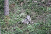 Wölfe wagen sich endlich in das Bärengebiet vor! Foto: H. Kalmbach